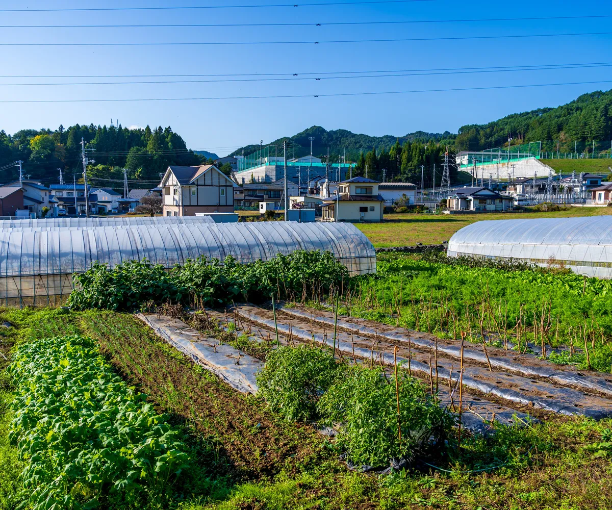 上野家の畑